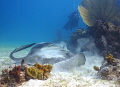   This large southern ray. managed move very close him before he decided away. ray away  